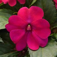 Solarscape® Magenta Bliss Interspecific Impatiens Bloom