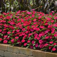 Solarscape® Magenta Bliss Interspecific Impatiens Commercial Landscape 1