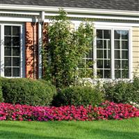 Solarscape® Magenta Bliss Interspecific Impatiens Commercial Landscape 2