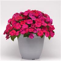 Solarscape® Magenta Bliss Interspecific Impatiens Container