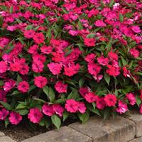 Solarscape® Magenta Bliss Interspecific Impatiens Landscape