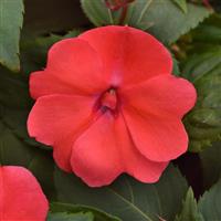 Solarscape® Salmon Punch Interspecific Impatiens Bloom