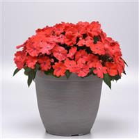 Solarscape® Salmon Punch Interspecific Impatiens Container
