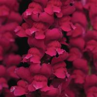 Cool Crimson Snapdragon Bloom