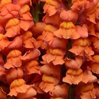 Cool Orange Snapdragon Bloom