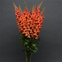 Cool Orange Snapdragon Container