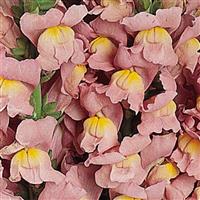 Cool Pink Snapdragon Bloom