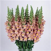 Cool Pink Snapdragon Cutflower