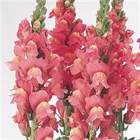 Cool Rose Snapdragon Bloom