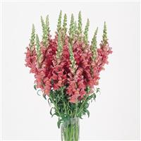 Cool Rose Snapdragon Cutflower