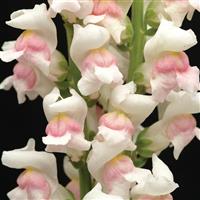 Maryland Appleblossom Snapdragon Bloom