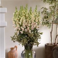 Maryland Appleblossom Snapdragon Container