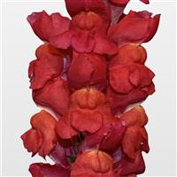 Maryland Flamingo Snapdragon Bloom