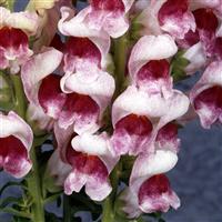 Maryland Plumblossom Snapdragon Bloom