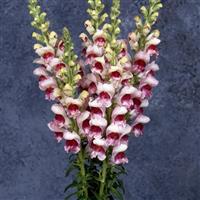 Maryland Plumblossom Snapdragon Cutflower