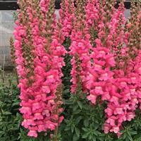 Maryland Rose Snapdragon Cutflower