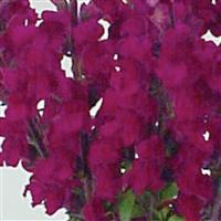 Maryland Royal Snapdragon Bloom