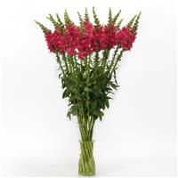 Potomac™ Cherry Rose Snapdragon Mono Vase, White Background