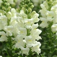 Potomac™ Ivory White Snapdragon Bloom