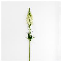 Potomac™ Ivory White Snapdragon Single Stem, White Background