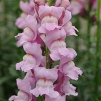 Potomac™ Lavender Snapdragon Bloom