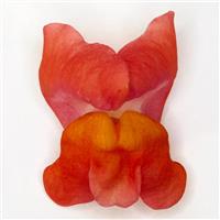 Potomac™ Orange Snapdragon FloretShot, White Background