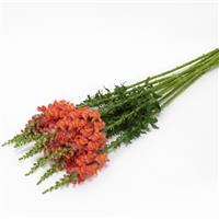 Potomac™ Orange Snapdragon Grower Bunch