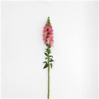 Potomac™ Pink Snapdragon Single Stem, White Background