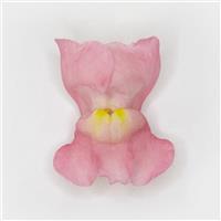 Potomac™ Pink Snapdragon FloretShot, White Background