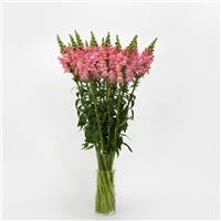 Potomac™ Pink Snapdragon Mono Vase, White Background