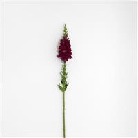 Potomac™ Royal Snapdragon Single Stem, White Background