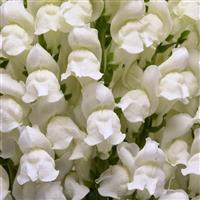 Potomac™ White Snapdragon Bloom
