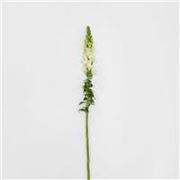 Potomac™ White Snapdragon Single Stem, White Background