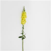 Potomac™ Yellow Snapdragon Single Stem, White Background