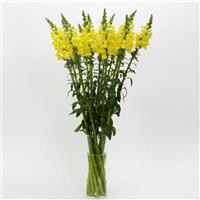 Potomac™ Yellow Snapdragon Mono Vase, White Background