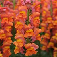 Potomac™ Dark Orange Snapdragon Bloom