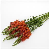 Potomac™ Dark Orange Snapdragon Grower Bunch