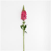 Potomac™ Dark Pink Snapdragon Single Stem, White Background