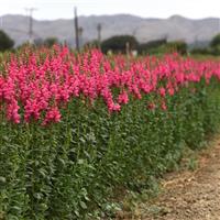 Potomac™ Dark Pink Snapdragon Greenhouse