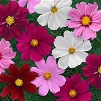Sonata™ Complete Mixture Cosmos Bloom