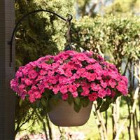 Solarscape® XL Pink Jewel Interspecific Impatiens Basket
