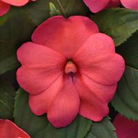 Solarscape® XL Salmon Glow Interspecific Impatiens Bloom