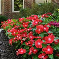 Pacifica XP Orange Vinca Landscape