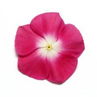 Pacifica XP Burgundy Halo Vinca Bloom