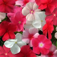 Mediterranean XP Mixture Vinca Bloom