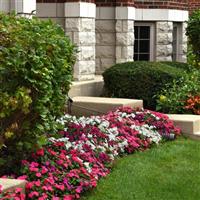 Beacon® Portland Mixture Impatiens Commercial Landscape 2