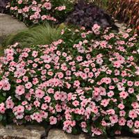 Titan-ium™ Apricot Vinca Landscape