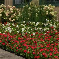 Titan-ium™ Really Red Vinca Landscape