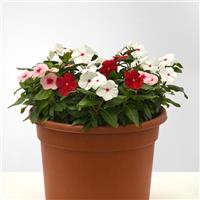 Titan-ium™ Mixture Vinca Container