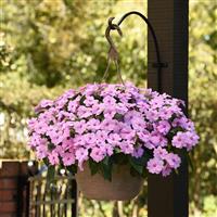 Solarscape® XL Lilac Spark Interspecific Impatiens Basket